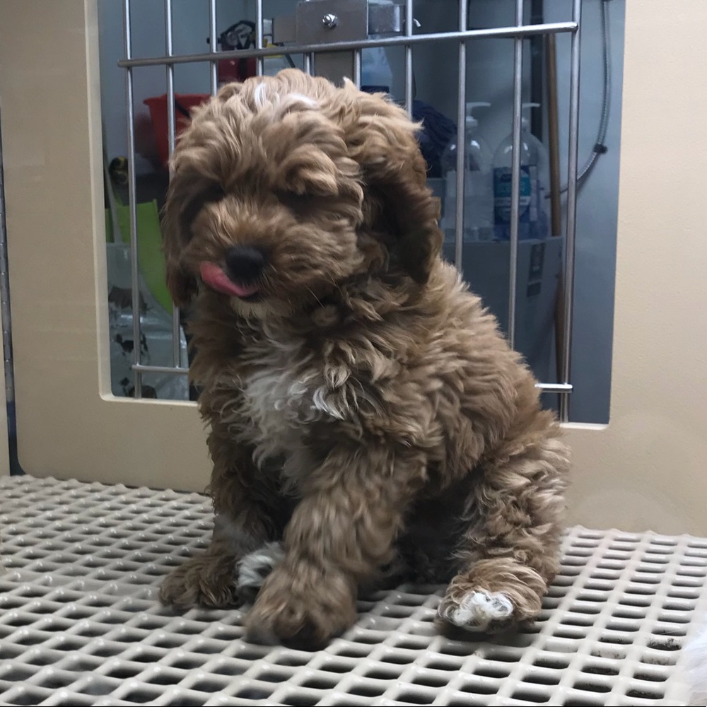 Meet your Posher, Jazmin